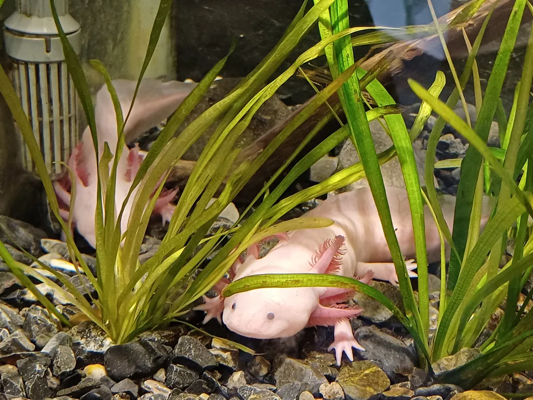 Un axolotl sombre repose au fond d'un aquarium garni de plantes.