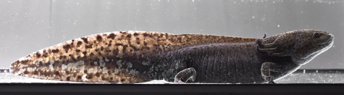 Un axolotl adulte brun moucheté vu de profil sur toute sa longueur, de la tête à la longue queue aplatie.