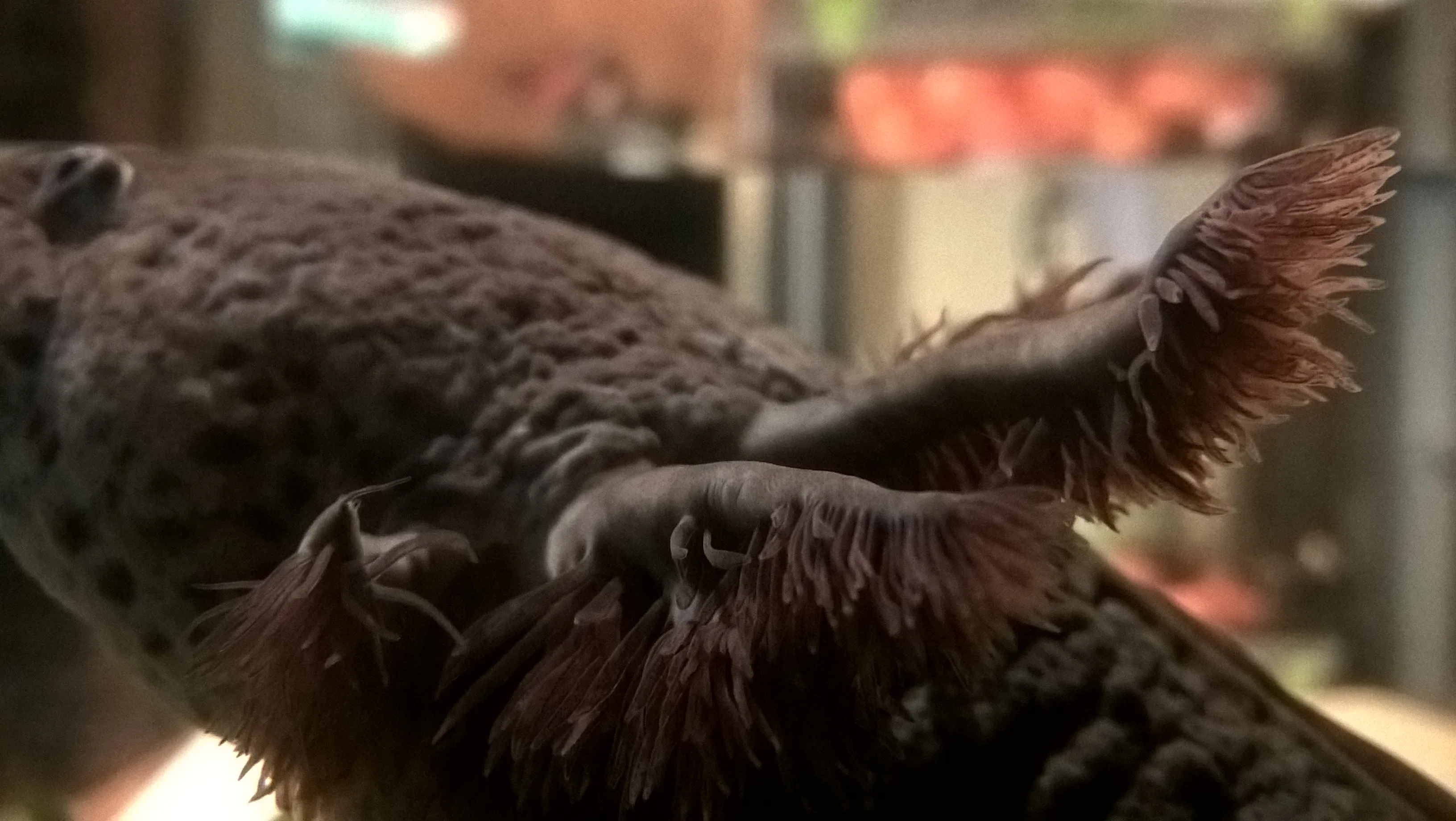 Gros plan sur les branchies externes d’un axolotl : trois tiges ramifiées comme des plumes, de chaque côté de la tête.