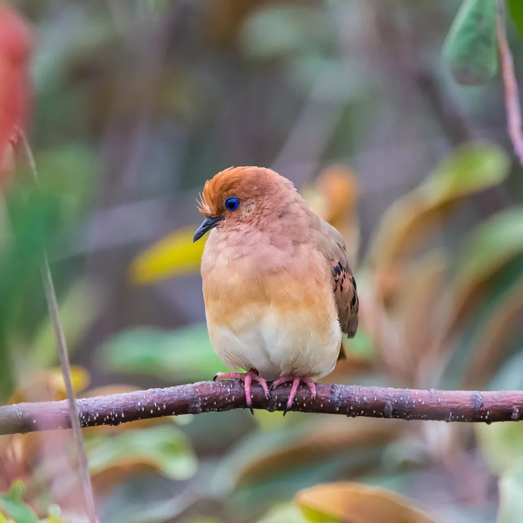 Une petite colombe brun-orangé perchée sur une branche, devant un arrière-plan flou de feuillage.