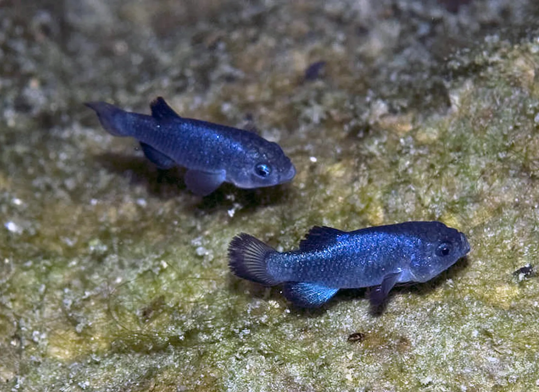 Deux mâles photographiés dans le Devils Hole en 2010. Ils mesurent à peine 2,5 à 4 centimètres. — Olin Feuerbacher / USFWS, domaine public Deux petits poissons bleus nagent l’un derrière l’autre au-dessus d’un fond rocheux tapissé d’algues.