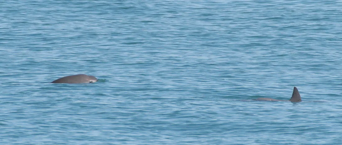 Au loin sur une mer légèrement ridée, le dos gris d'une vaquita et, plus à droite, la nageoire d'une seconde.