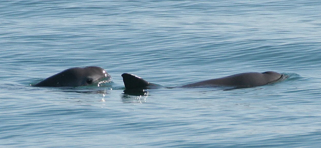 Deux vaquitas en surface. Les taches noires autour des yeux et des lèvres sont la signature de l'espèce. — Paula Olson / NOAA, domaine public Deux vaquitas font surface côte à côte ; la plus proche montre sa tête arrondie, avec les taches sombres autour de l’œil et de la bouche.