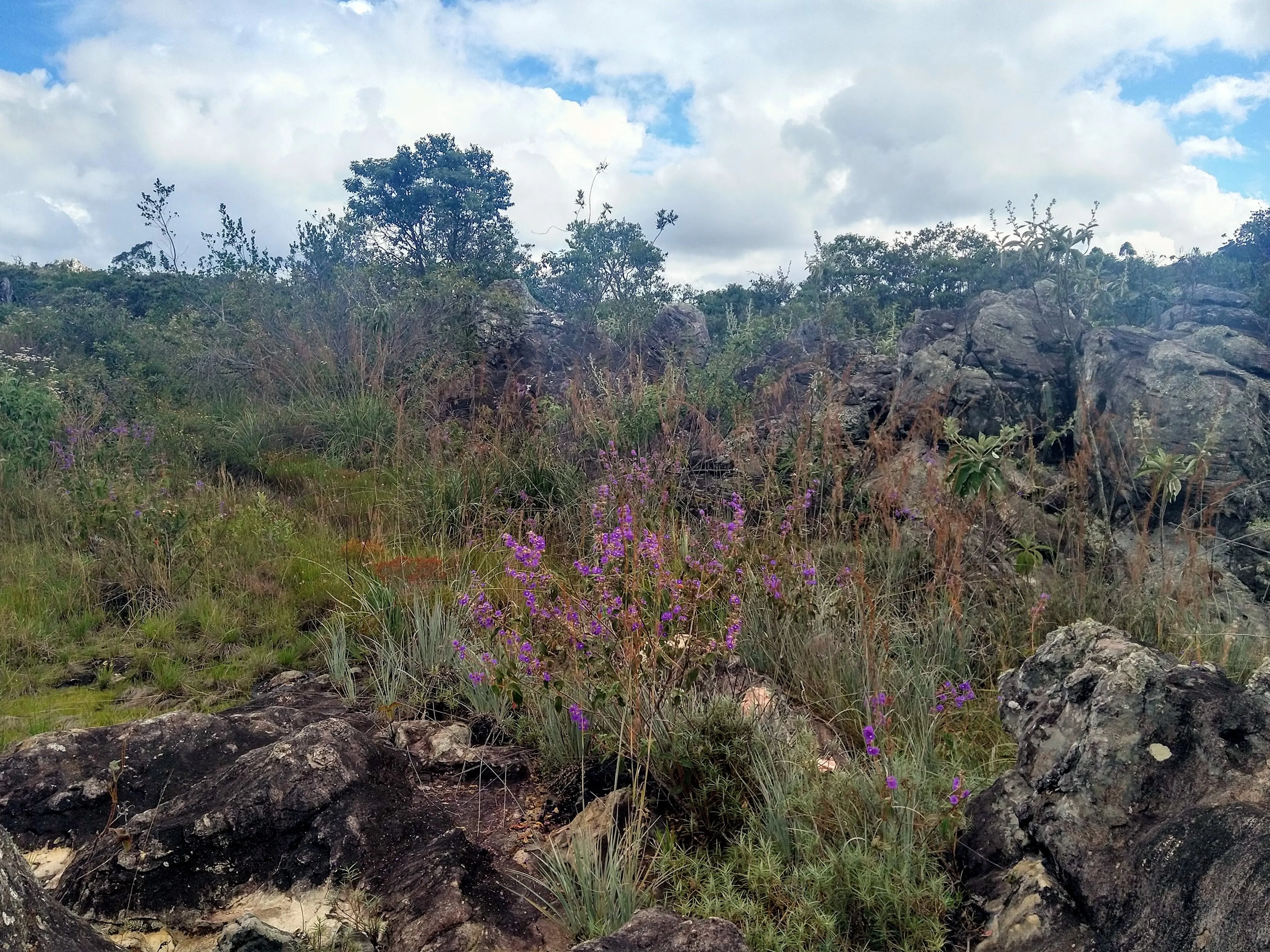 L'habitat de la colombe aux yeux bleus à Botumirim : un milieu ouvert de campos rupestres, très exposé aux incendies. — Hector Bottai, CC BY-SA 4.0 Paysage de végétation basse et sèche parsemée d’arbustes et de rochers, sous un ciel nuageux.