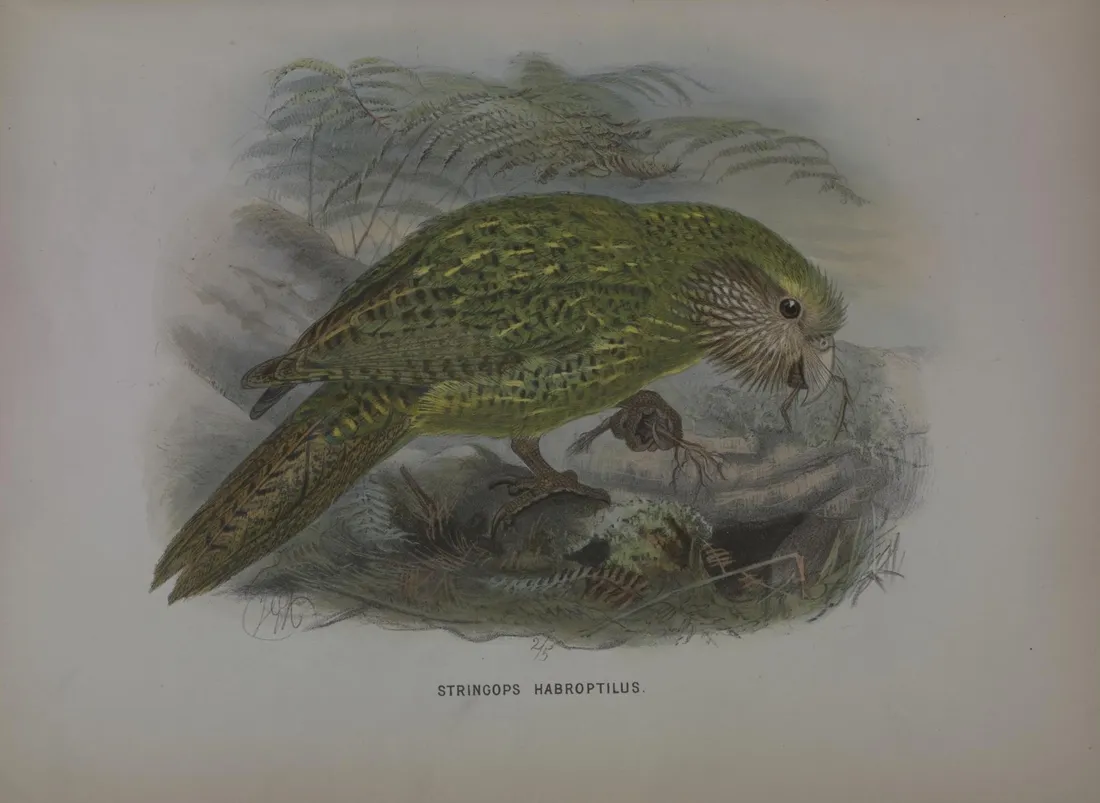 Planche ancienne en couleurs représentant un kakapo vert et brun parmi des fougères.