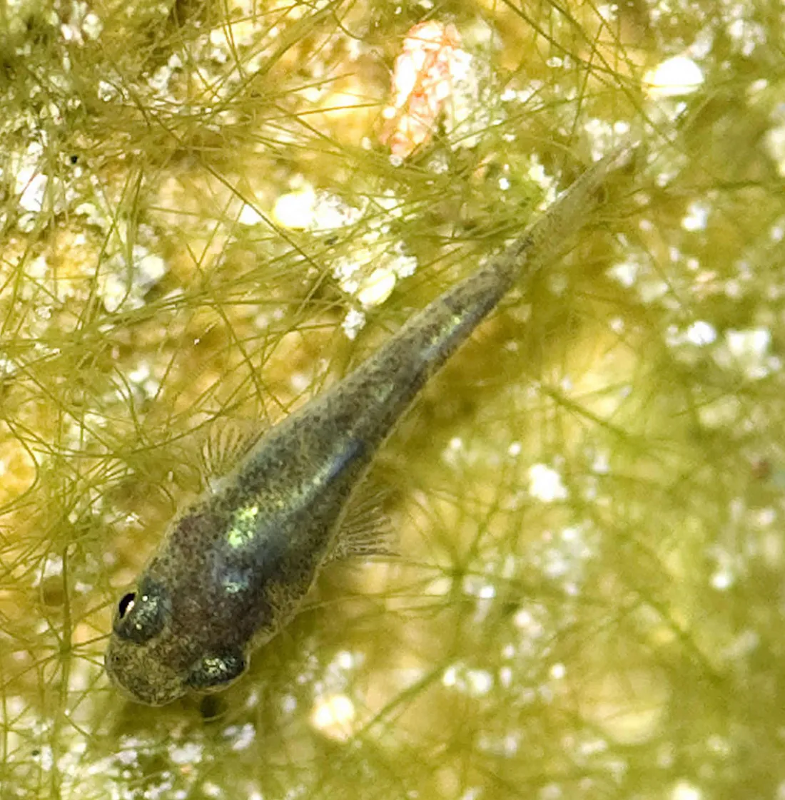 Une minuscule larve de poisson, presque transparente, sur un fond d'algues vertes.