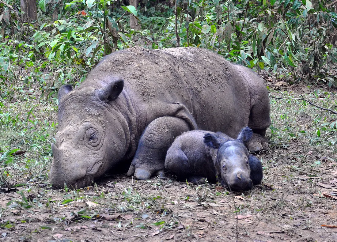 Une femelle rhinocéros de Sumatra couchée sur le sol forestier, son petit allongé contre elle.