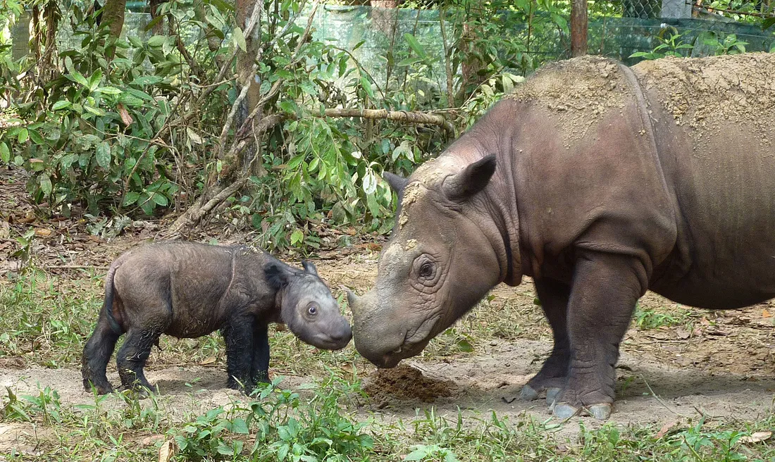 Un jeune rhinocéros de Sumatra et sa mère se touchent du bout du museau dans un sous-bois.