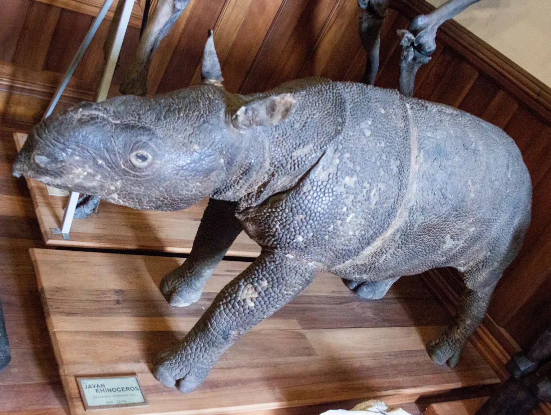 Un rhinocéros de Java adulte naturalisé, gris et massif, avec sa petite corne unique et les plis profonds de sa peau.