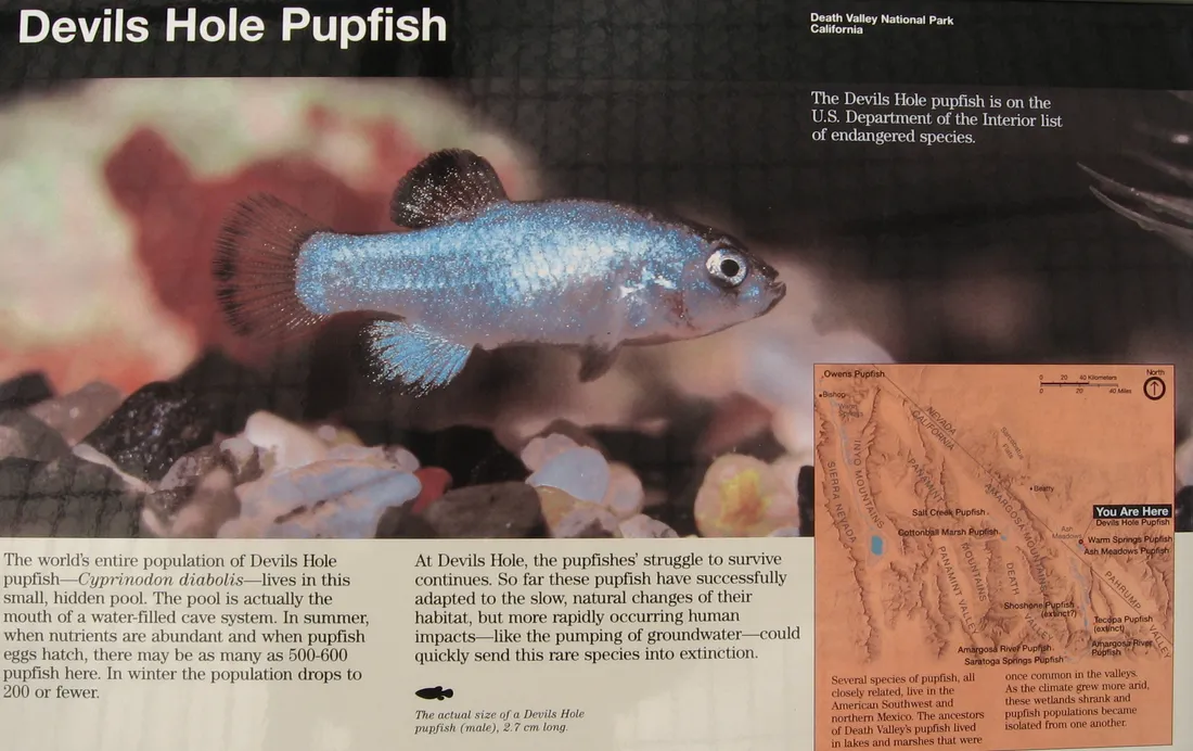 Panneau d'information du parc national de la Vallée de la Mort présentant le cyprinodon du Devils Hole, avec une photo du poisson.