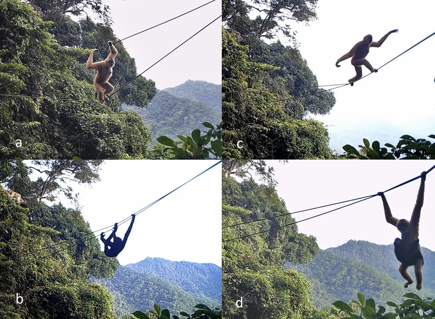 Les différentes façons dont les gibbons de Hainan utilisent le pont de corde installé en 2015. — Kadoorie Farm and Botanic Garden, Scientific Reports 2020, CC BY 4.0 Quatre images de pièges photographiques montrant des gibbons qui traversent un pont de corde dans la forêt : en grimpant, suspendus dessous, en marchant et en se balançant de bras en bras.