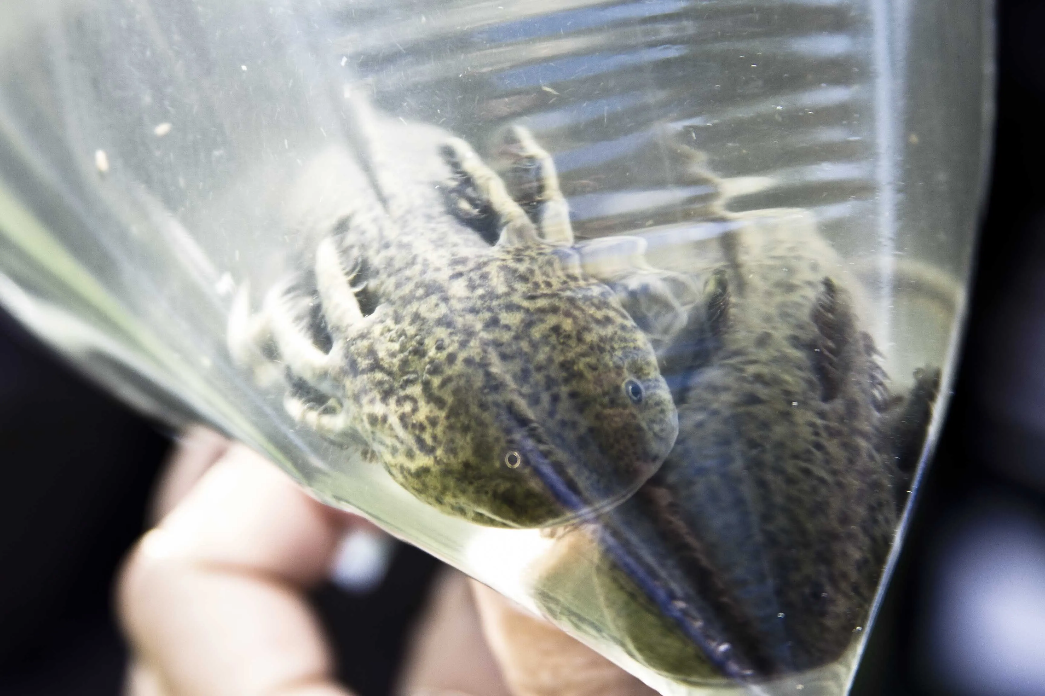Une main tient un sac en plastique transparent rempli d’eau, dans lequel nagent plusieurs axolotls sombres, au-dessus d’un canal.