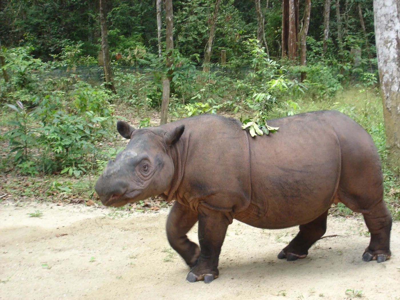 Un rhinocéros de Sumatra brun-roux marche sur un chemin de sable en lisière de forêt ; on distingue ses deux petites cornes et quelques feuilles posées sur son dos.