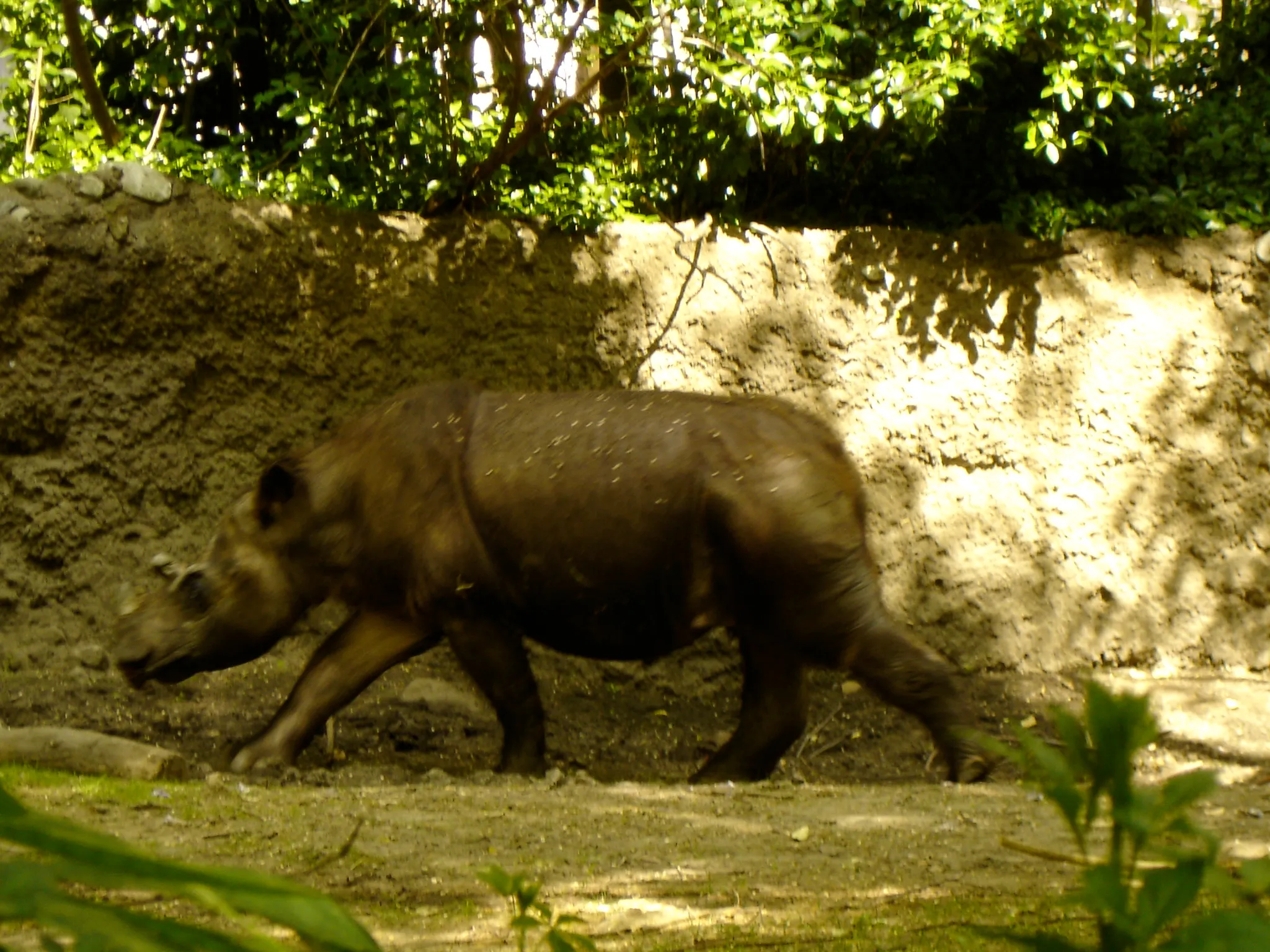 Un rhinocéros de Sumatra couvert d’un pelage brun et hirsute marche au soleil devant un talus de terre.