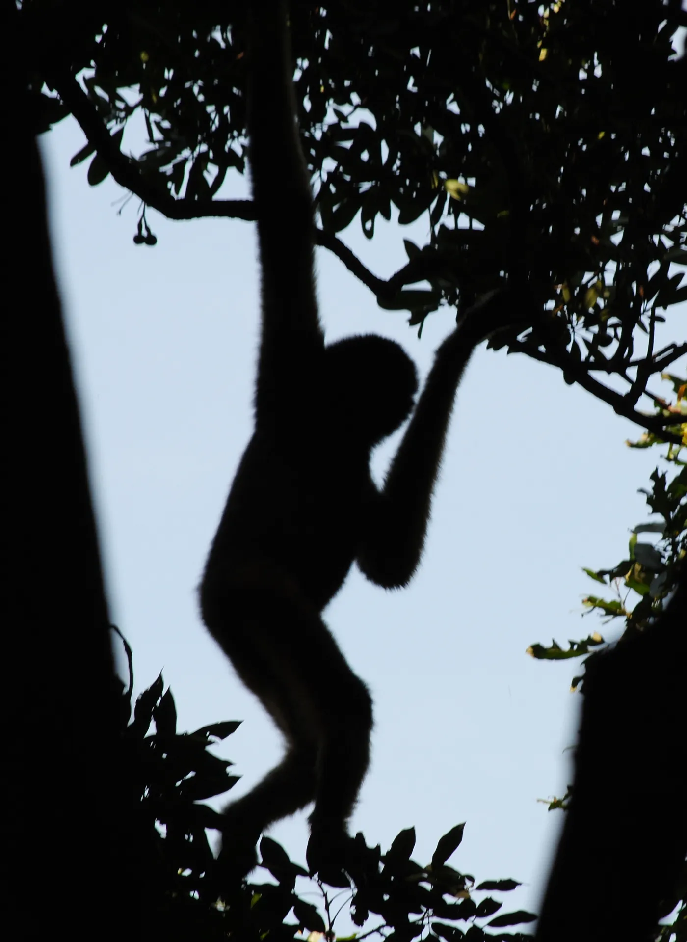 Silhouette sombre d'un gibbon suspendu par les bras à une branche, se découpant sur un ciel pâle entre les feuillages.