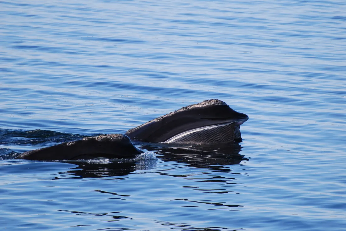 La tête noire d'une baleine franche émerge d'une mer bleue, marquée de callosités blanches.