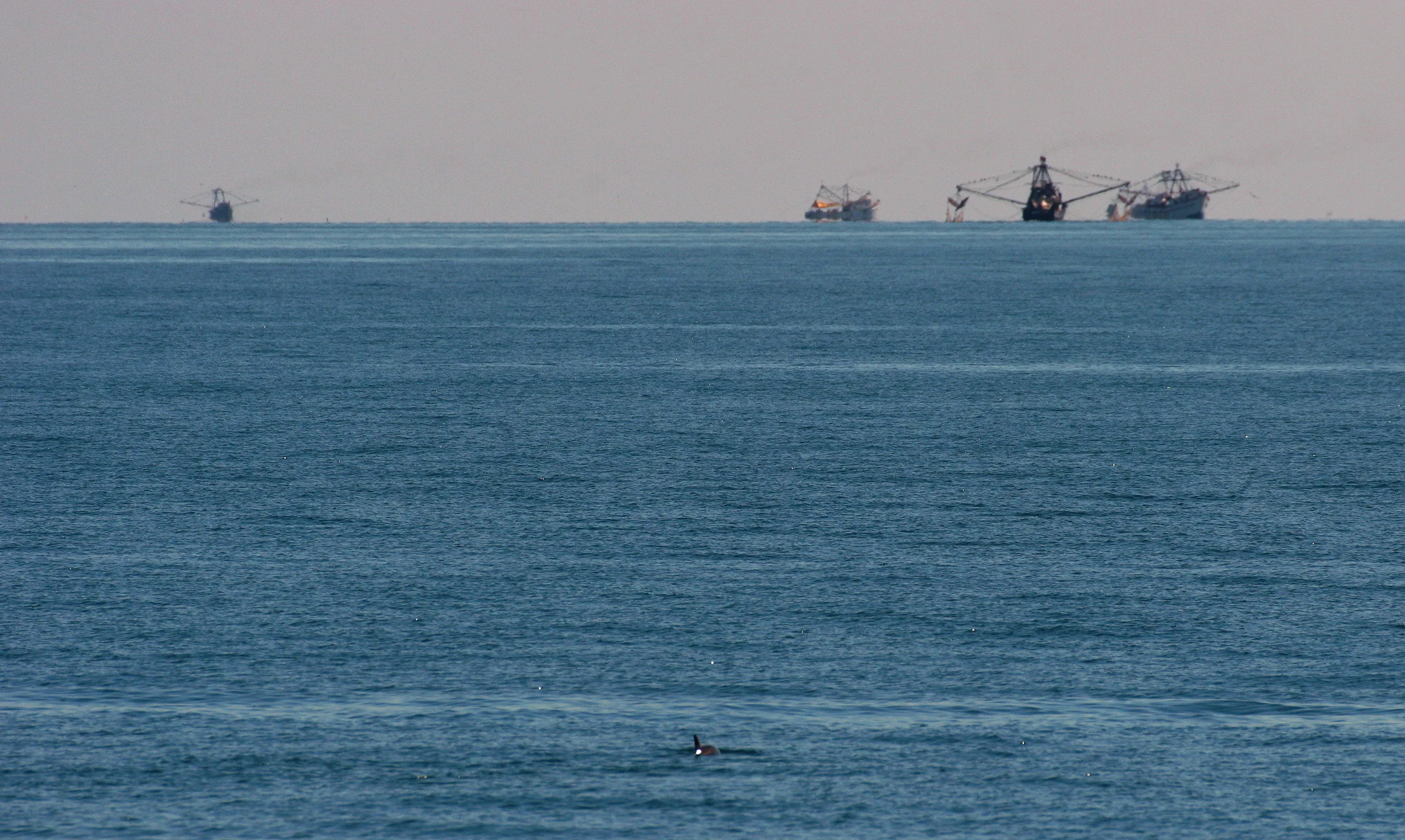 Une vaquita au premier plan, des bateaux de pêche à l'horizon : tout l'enjeu de sa survie tient dans cette image. — Paula Olson / NOAA, domaine public Une vaste étendue de mer bleue ; au premier plan, la petite nageoire d’une vaquita, et à l’horizon, plusieurs bateaux de pêche.