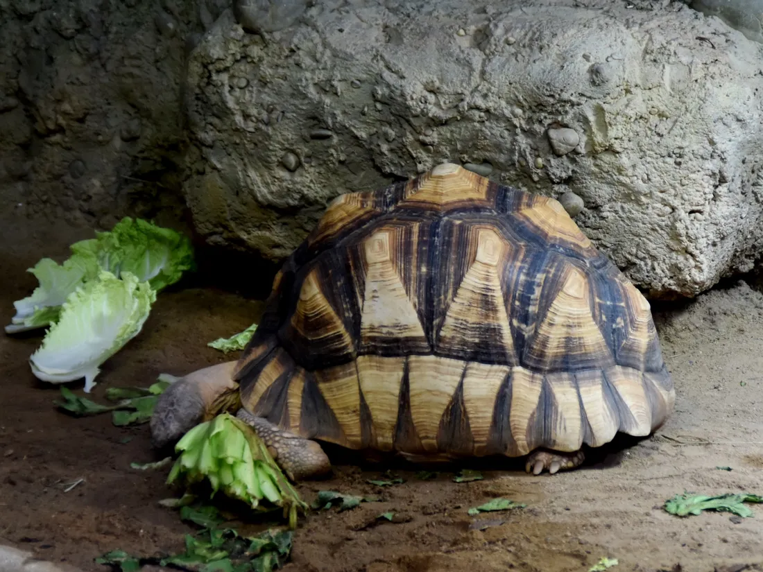 Une tortue à soc à la carapace dorée et brune mange des feuilles de salade devant un rocher.